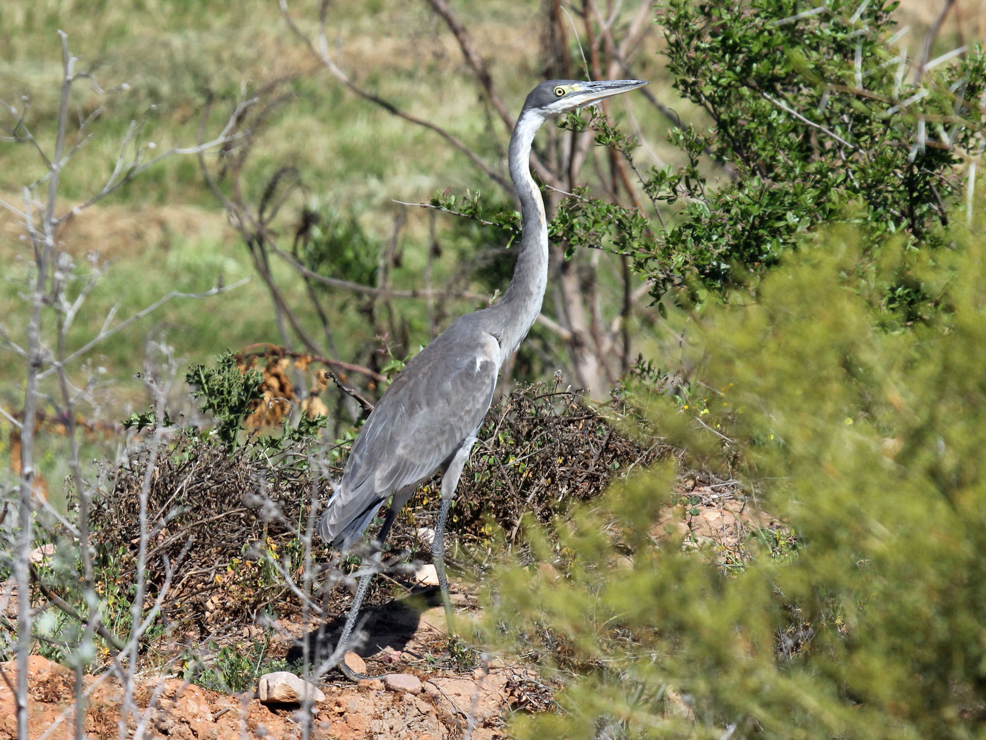 Birds of The World Herons (Ardeidae)